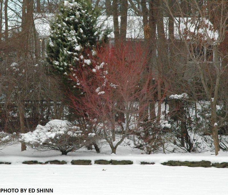 - Acer palmatum 'Red Wood' Coral Bark Japanese Maple - Mr Maple │ Buy Japanese Maple Trees