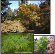 - Acer palmatum 'Red Wood' Coral Bark Japanese Maple - Mr Maple │ Buy Japanese Maple Trees