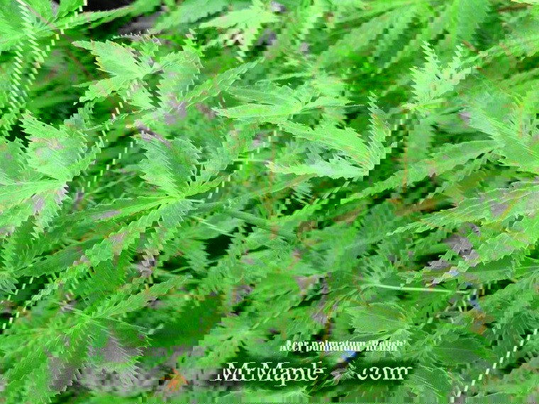 - Acer palmatum 'Relish' Japanese Maple - Mr Maple │ Buy Japanese Maple Trees