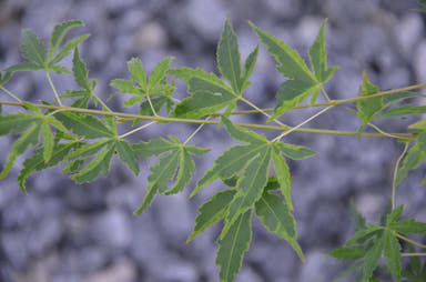 - Acer palmatum 'Relish' Japanese Maple - Mr Maple │ Buy Japanese Maple Trees