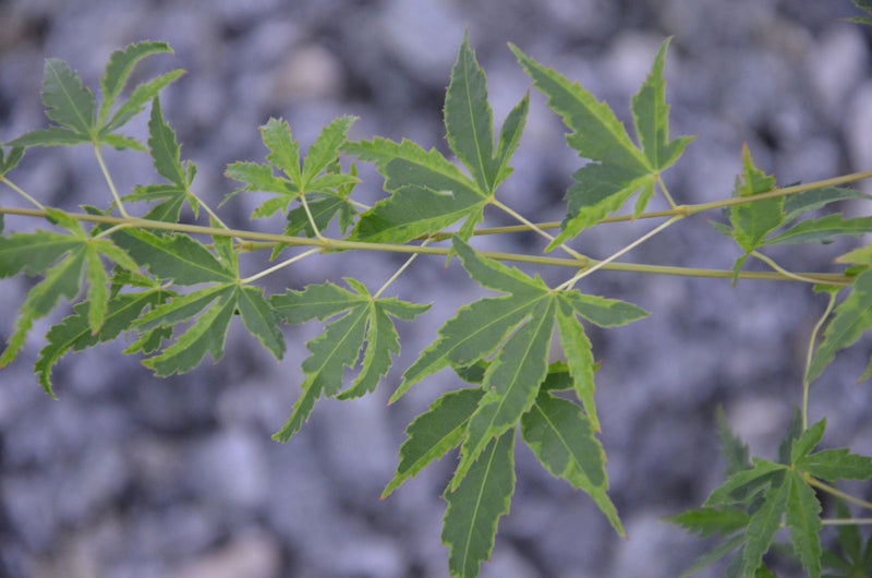 - Acer palmatum 'Relish' Japanese Maple - Mr Maple │ Buy Japanese Maple Trees