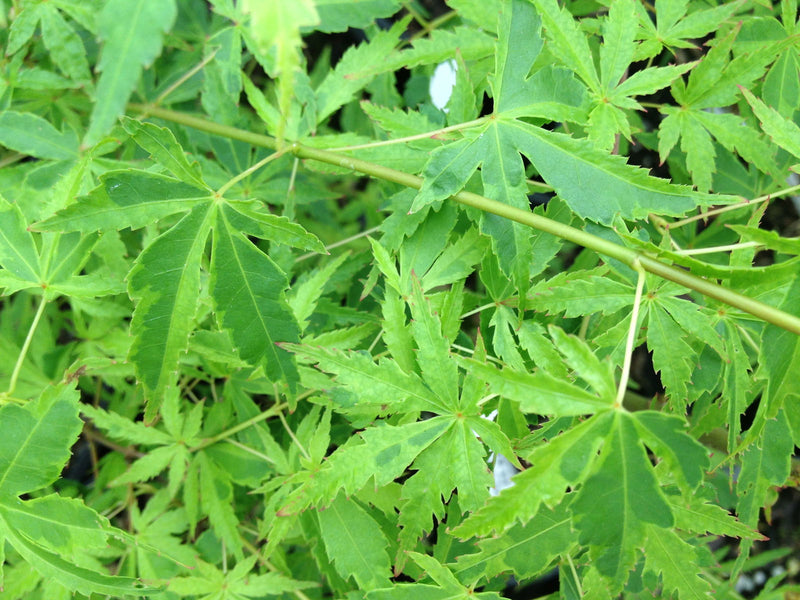 - Acer palmatum 'Relish' Japanese Maple - Mr Maple │ Buy Japanese Maple Trees