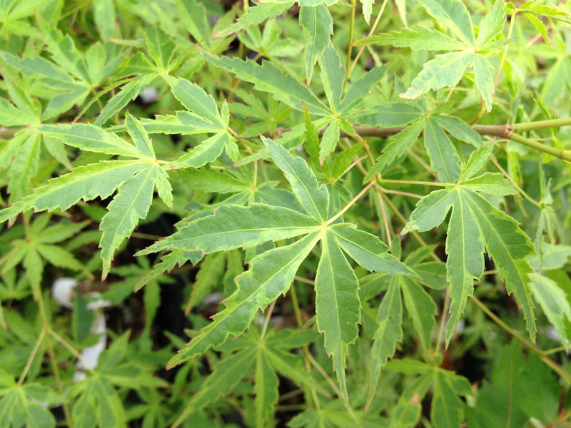 - Acer palmatum 'Relish' Japanese Maple - Mr Maple │ Buy Japanese Maple Trees