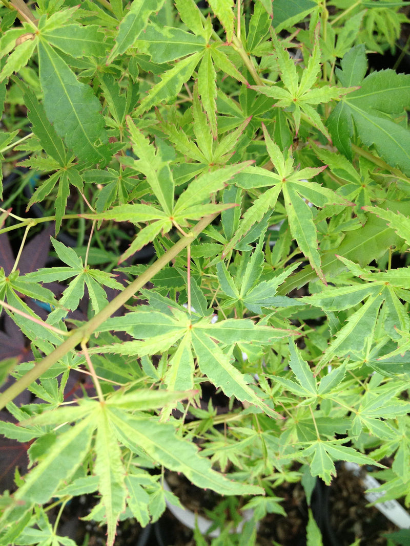 - Acer palmatum 'Relish' Japanese Maple - Mr Maple │ Buy Japanese Maple Trees