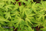 - Acer palmatum 'Relish' Japanese Maple - Mr Maple │ Buy Japanese Maple Trees