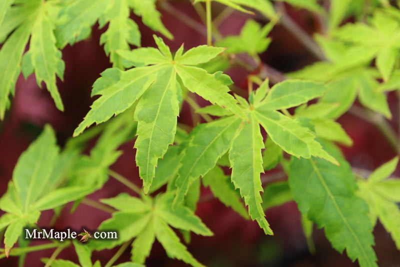 - Acer palmatum 'Relish' Japanese Maple - Mr Maple │ Buy Japanese Maple Trees