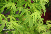 - Acer palmatum 'Relish' Japanese Maple - Mr Maple │ Buy Japanese Maple Trees