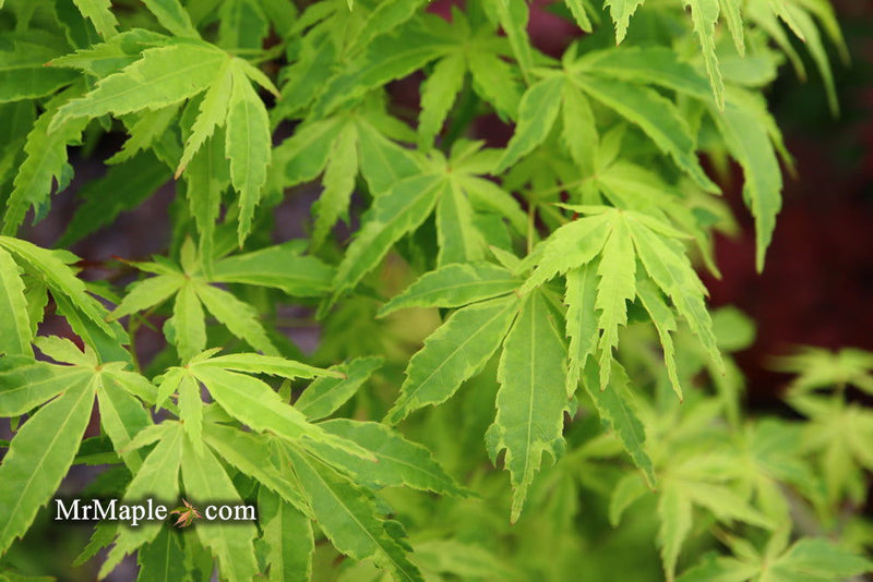 - Acer palmatum 'Relish' Japanese Maple - Mr Maple │ Buy Japanese Maple Trees