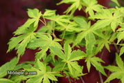 - Acer palmatum 'Relish' Japanese Maple - Mr Maple │ Buy Japanese Maple Trees