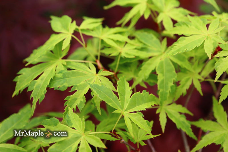 - Acer palmatum 'Relish' Japanese Maple - Mr Maple │ Buy Japanese Maple Trees