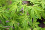 - Acer palmatum 'Relish' Japanese Maple - Mr Maple │ Buy Japanese Maple Trees