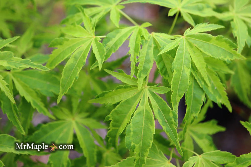 - Acer palmatum 'Relish' Japanese Maple - Mr Maple │ Buy Japanese Maple Trees