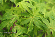 - Acer palmatum 'Relish' Japanese Maple - Mr Maple │ Buy Japanese Maple Trees
