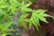 - Acer palmatum 'Relish' Japanese Maple - Mr Maple │ Buy Japanese Maple Trees