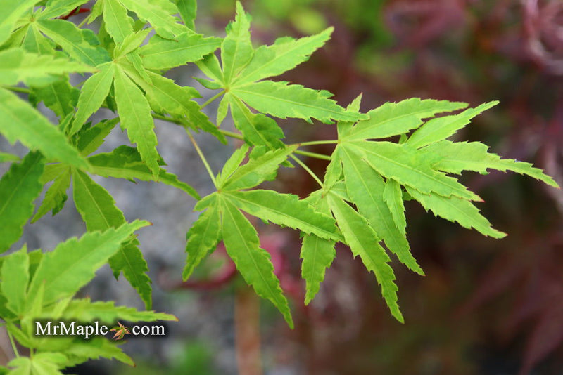 - Acer palmatum 'Relish' Japanese Maple - Mr Maple │ Buy Japanese Maple Trees