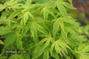 - Acer palmatum 'Relish' Japanese Maple - Mr Maple │ Buy Japanese Maple Trees
