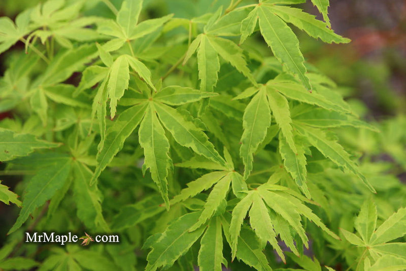 - Acer palmatum 'Relish' Japanese Maple - Mr Maple │ Buy Japanese Maple Trees
