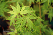- Acer palmatum 'Relish' Japanese Maple - Mr Maple │ Buy Japanese Maple Trees