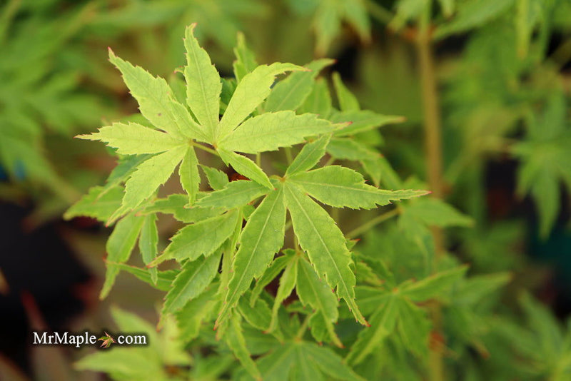 - Acer palmatum 'Relish' Japanese Maple - Mr Maple │ Buy Japanese Maple Trees
