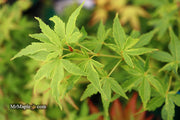 - Acer palmatum 'Relish' Japanese Maple - Mr Maple │ Buy Japanese Maple Trees