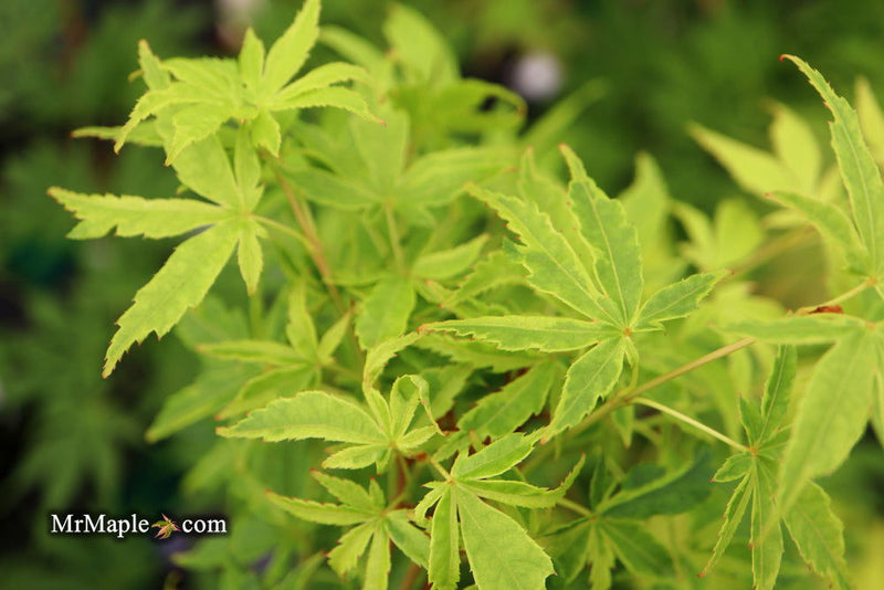 - Acer palmatum 'Relish' Japanese Maple - Mr Maple │ Buy Japanese Maple Trees