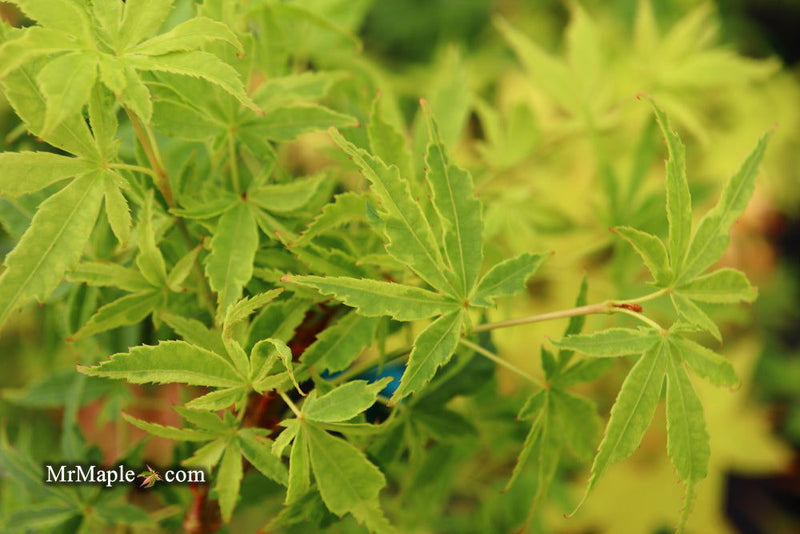 - Acer palmatum 'Relish' Japanese Maple - Mr Maple │ Buy Japanese Maple Trees