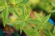 - Acer palmatum 'Relish' Japanese Maple - Mr Maple │ Buy Japanese Maple Trees