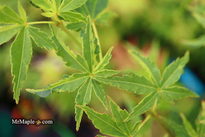 - Acer palmatum 'Relish' Japanese Maple - Mr Maple │ Buy Japanese Maple Trees