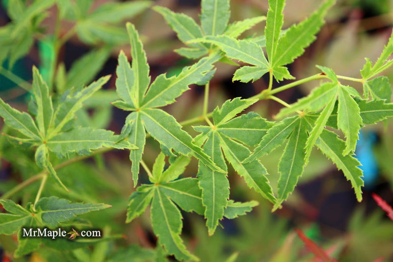 - Acer palmatum 'Relish' Japanese Maple - Mr Maple │ Buy Japanese Maple Trees
