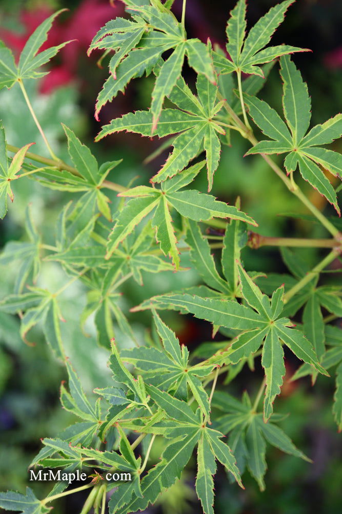 - Acer palmatum 'Relish' Japanese Maple - Mr Maple │ Buy Japanese Maple Trees