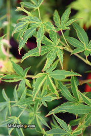 - Acer palmatum 'Relish' Japanese Maple - Mr Maple │ Buy Japanese Maple Trees