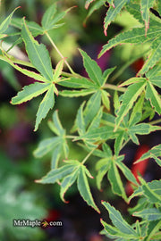 - Acer palmatum 'Relish' Japanese Maple - Mr Maple │ Buy Japanese Maple Trees