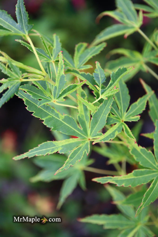 - Acer palmatum 'Relish' Japanese Maple - Mr Maple │ Buy Japanese Maple Trees