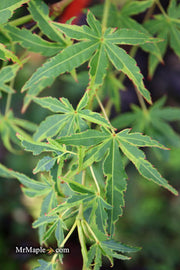 - Acer palmatum 'Relish' Japanese Maple - Mr Maple │ Buy Japanese Maple Trees