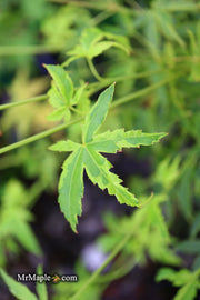 - Acer palmatum 'Relish' Japanese Maple - Mr Maple │ Buy Japanese Maple Trees