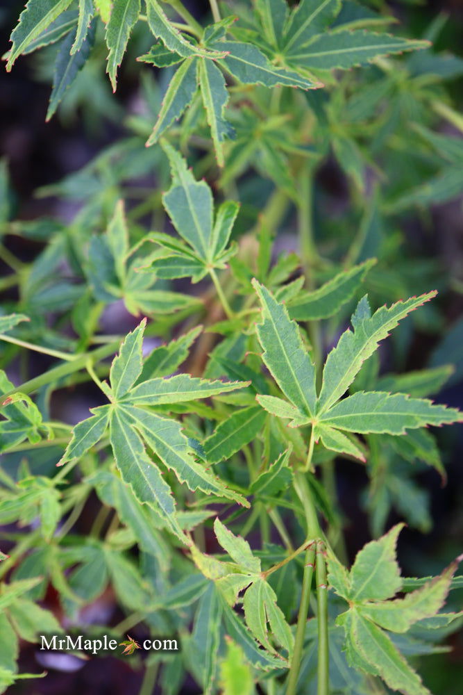 - Acer palmatum 'Relish' Japanese Maple - Mr Maple │ Buy Japanese Maple Trees