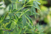 - Acer palmatum 'Relish' Japanese Maple - Mr Maple │ Buy Japanese Maple Trees