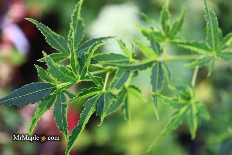 - Acer palmatum 'Relish' Japanese Maple - Mr Maple │ Buy Japanese Maple Trees