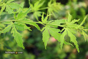 - Acer palmatum 'Relish' Japanese Maple - Mr Maple │ Buy Japanese Maple Trees