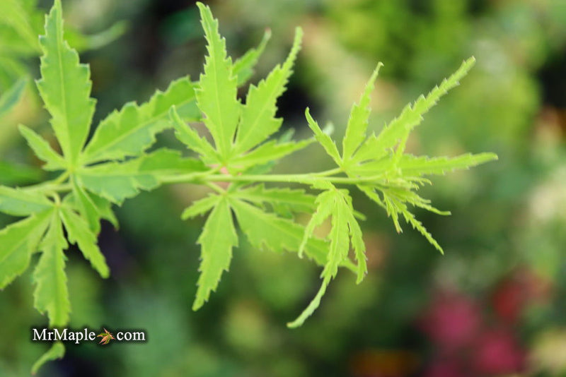 - Acer palmatum 'Relish' Japanese Maple - Mr Maple │ Buy Japanese Maple Trees