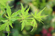 - Acer palmatum 'Relish' Japanese Maple - Mr Maple │ Buy Japanese Maple Trees