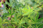 - Acer palmatum 'Relish' Japanese Maple - Mr Maple │ Buy Japanese Maple Trees
