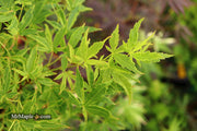 - Acer palmatum 'Relish' Japanese Maple - Mr Maple │ Buy Japanese Maple Trees