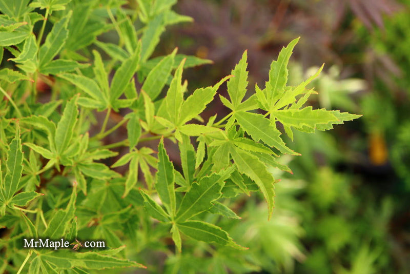 - Acer palmatum 'Relish' Japanese Maple - Mr Maple │ Buy Japanese Maple Trees