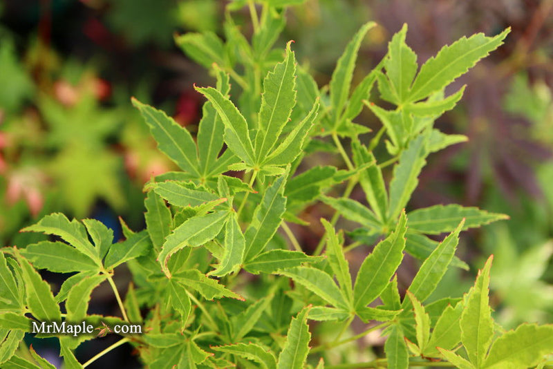 - Acer palmatum 'Relish' Japanese Maple - Mr Maple │ Buy Japanese Maple Trees