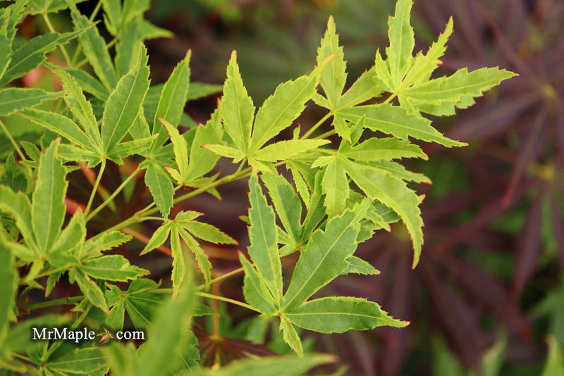 - Acer palmatum 'Relish' Japanese Maple - Mr Maple │ Buy Japanese Maple Trees