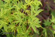 - Acer palmatum 'Relish' Japanese Maple - Mr Maple │ Buy Japanese Maple Trees