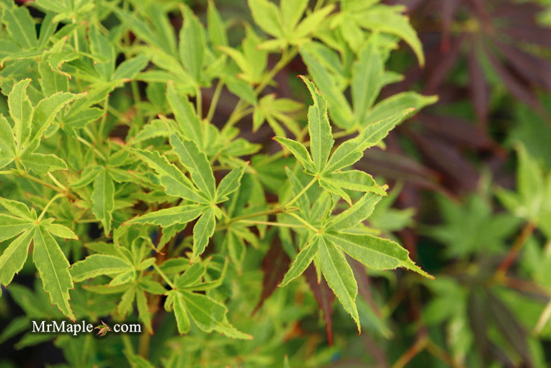 - Acer palmatum 'Relish' Japanese Maple - Mr Maple │ Buy Japanese Maple Trees