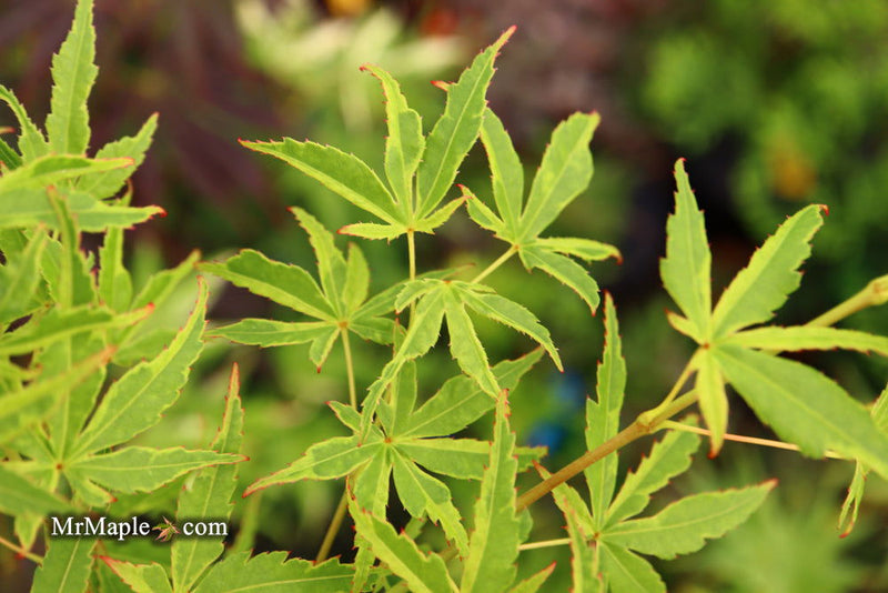 - Acer palmatum 'Relish' Japanese Maple - Mr Maple │ Buy Japanese Maple Trees