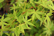 - Acer palmatum 'Relish' Japanese Maple - Mr Maple │ Buy Japanese Maple Trees